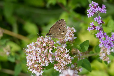 Ringlet (Aphantopus hyperantus) butterfly sitting on a pink flower in Zurich, Switzerland