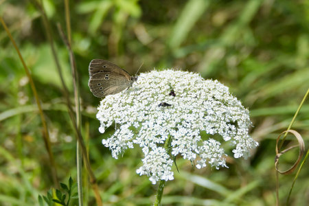 Ringlet (Aphantopus hyperantus) butterfly sitting on a white flower in Zurich, Switzerland