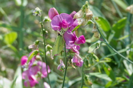 Common brimstone butterfly (Gonepteryx rhamni) sitting on a pink flower in Zurich, Switzerlandの写真素材