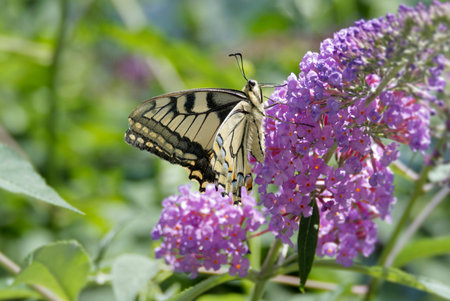Old World Swallowtail or common yellow swallowtail (Papilio machaon) sitting on summer lilac in...