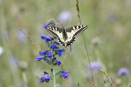 Old World Swallowtail or common yellow swallowtail (Papilio machaon) sitting on blueweed in Zurich,...