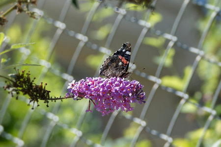 Red admiral butterfly (Vanessa atalanta) perched on summer lilac in Zurich, Switzerland