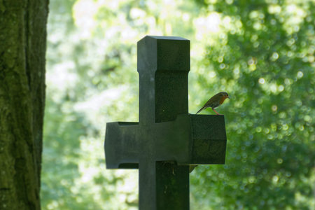 European robin (Erithacus rubecula) sitting on stone cross in Zurich, Switzerland