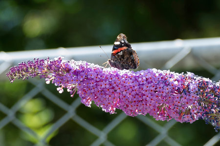 Red admiral butterfly (Vanessa atalanta) perched on summer lilac in Zurich, Switzerland