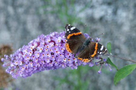 Red admiral butterfly (Vanessa atalanta) perched on summer lilac in Zurich, Switzerlandの写真素材