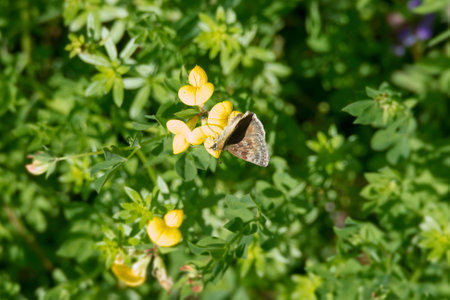 Dingy skipper (Erynnis tages) butterfly sitting on a yellow flower in Zurich, Switzerlandの写真素材