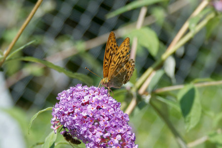 Silver-washed Fritillary (Argynnis paphia) butterfly sitting on summer lilac in Zurich, Switzerland