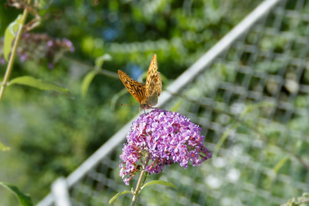 Silver-washed Fritillary (Argynnis paphia) butterfly sitting on summer lilac in Zurich, Switzerland