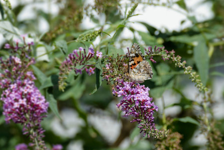 Painted Lady (Vanessa cardui) butterfly perched on summer lilac in Zurich, Switzerlandの写真素材