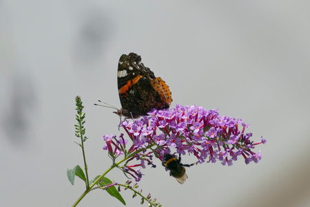 Red admiral butterfly (Vanessa atalanta) perched on summer lilac in Zurich, Switzerland