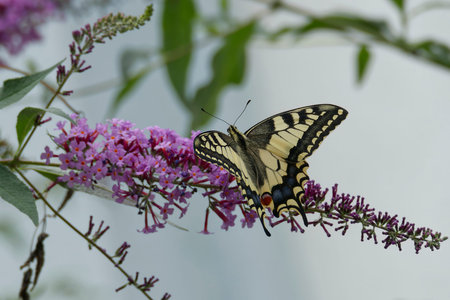 Old World Swallowtail or common yellow swallowtail (Papilio machaon) sitting on summer lilac in Zurich, Switzerlandの写真素材
