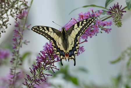 Old World Swallowtail or common yellow swallowtail (Papilio machaon) sitting on summer lilac in...
