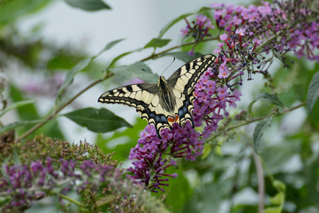 Old World Swallowtail or common yellow swallowtail (Papilio machaon) sitting on summer lilac