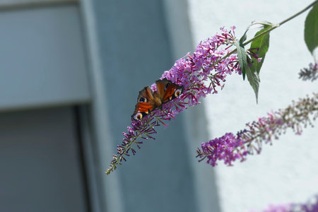 European peacock butterfly (Aglais io) perched on summer lilac in Zurich, Switzerland