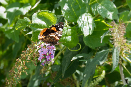 Red admiral butterfly (Vanessa atalanta) perched on summer lilac in Zurich, Switzerland