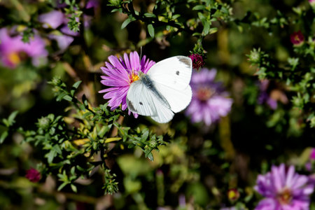 Small white butterfly (Pieris rapae) perched on a pink daisy in Zurich, Switzerlandの写真素材