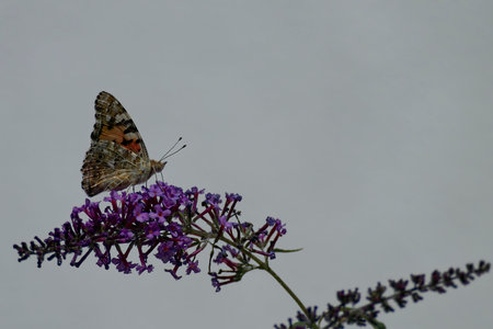 Painted Lady (Vanessa cardui) butterfly perched on summer lilac in Zurich, Switzerland