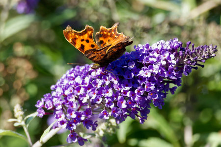 Comma butterfly (Polygonia c-album) perched on summer lilac in Zurich, Switzerland