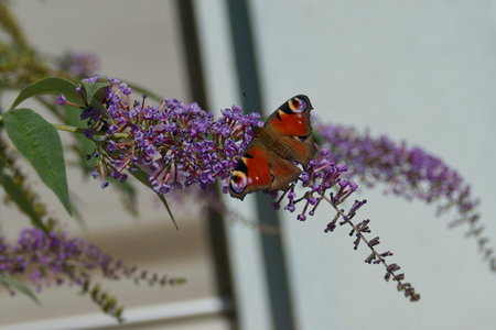 European peacock butterfly (Aglais io) perched on summer lilac in Zurich, Switzerland