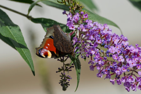 European peacock butterfly (Aglais io) perched on summer lilac in Zurich, Switzerlandの写真素材