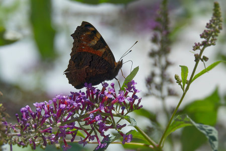 European peacock butterfly (Aglais io) perched on summer lilac in Zurich, Switzerland
