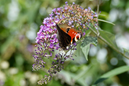 European peacock butterfly (Aglais io) perched on summer lilac in Zurich, Switzerland