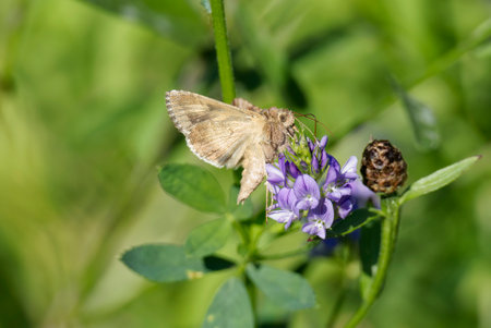 Silver Y Moth (Autographa gamma) perched on purple flowerの写真素材
