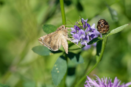 Silver Y Moth (Autographa gamma) perched on purple flower in Zurich, Switzerlandの写真素材