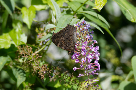 European peacock butterfly (Aglais io) perched on summer lilac in Zurich, Switzerland