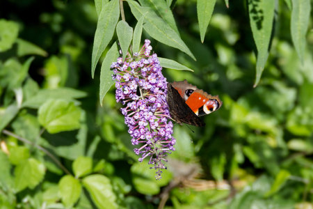 European peacock butterfly (Aglais io) perched on summer lilac in Zurich, Switzerland