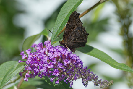 European peacock butterfly (Aglais io) perched on summer lilac in Zurich, Switzerland