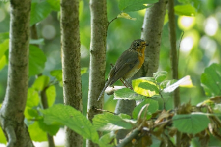 European robin (Erithacus rubecula) sitting on a tree branch in Zurich, Switzerlandの写真素材