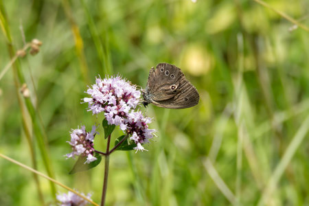 Ringlet (Aphantopus hyperantus) butterfly sitting on a pink flowerの写真素材