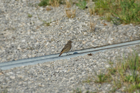 Black Redstart (Phoenicurus ochruros) sitting on a stone path