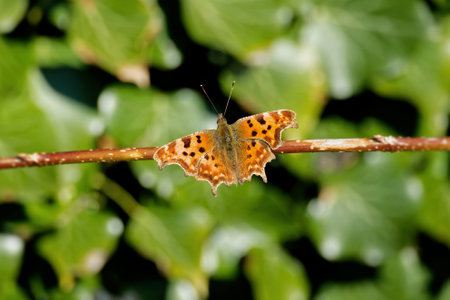 Comma butterfly (Polygonia c-album) sitting on a tree branch in Zurich, Switzerlandの写真素材