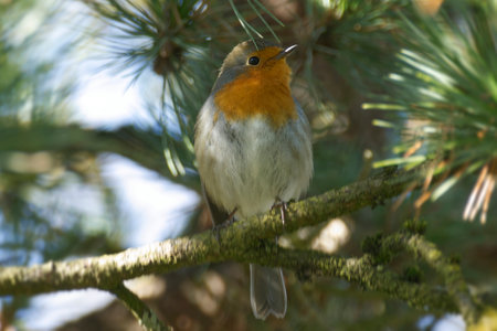 European robin (Erithacus rubecula) sitting on a tree branch in Zurich, Switzerlandの写真素材