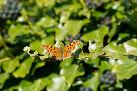 Comma butterfly (Polygonia c-album) perched on hedge (hedera helix) in Zurich, Switzerlandの写真素材