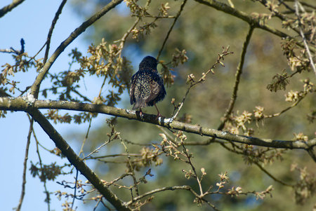Common starling (Sturnus vulgaris) sitting in a tree in Zurich, Switzerland
