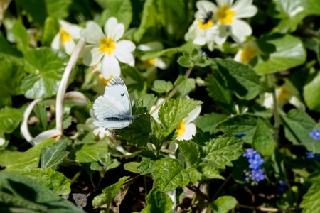 Female orange tip butterfly (Anthocharis cardamines) perched on a green leaf