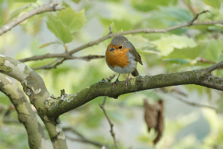 European robin (Erithacus rubecula) sitting on a tree branch in Zurich, Switzerland