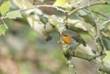 European robin (Erithacus rubecula) sitting on a tree branch in Zurich, Switzerland