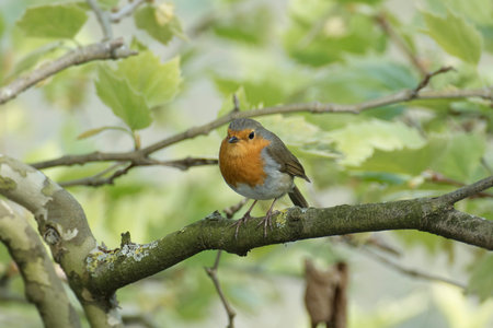 European robin (Erithacus rubecula) sitting on a tree branch in Zurich, Switzerland