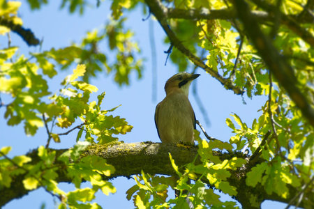 Eurasian Jay (Garrulus glandarius) perched on a tree branch in Zurich, Switzerlandの写真素材