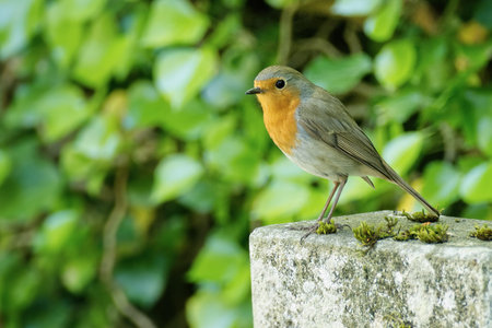 European robin (Erithacus rubecula) sitting on a stone in Zurich, Switzerland