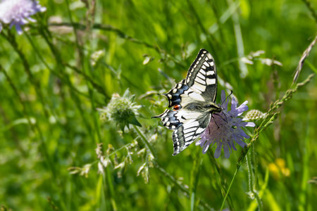 Old World Swallowtail or common yellow swallowtail (Papilio machaon) sitting on a small scabious in...