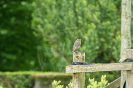 European robin (Erithacus rubecula) sitting on wood stump in Zurich, Switzerland