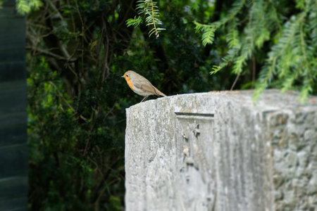 European robin (Erithacus rubecula) sitting on a stone in Zurich, Switzerland