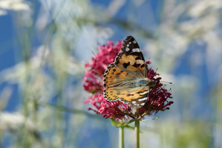 Painted Lady (Vanessa Cardui) Butterfly perched on pink flower in Zurich, Switzerland