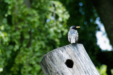 Common starling (Sturnus vulgaris) sitting on a tree stump in Zurich, Switzerlandの写真素材