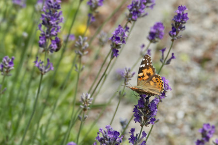 Painted Lady (Vanessa cardui) butterfly perched on lavender in Zurich, Switzerlandの写真素材